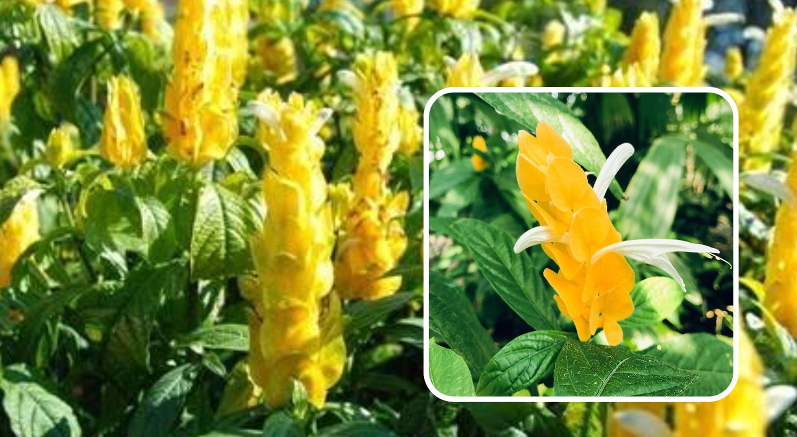 Tổng quan về c&acirc;y Rồng Nhả Ngọc